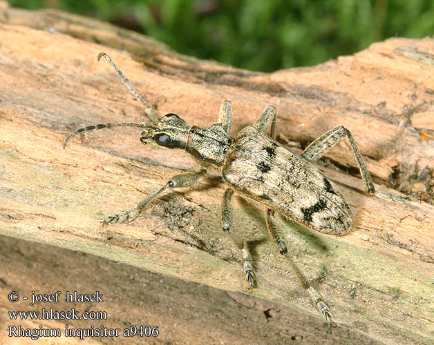 Rhagium inquisitor Fenyves-tövisescincér Grijze ribbelboktor