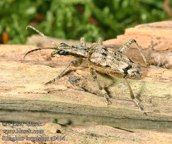 Rhagium inquisitor Rębacz pstry Ребристый рагий