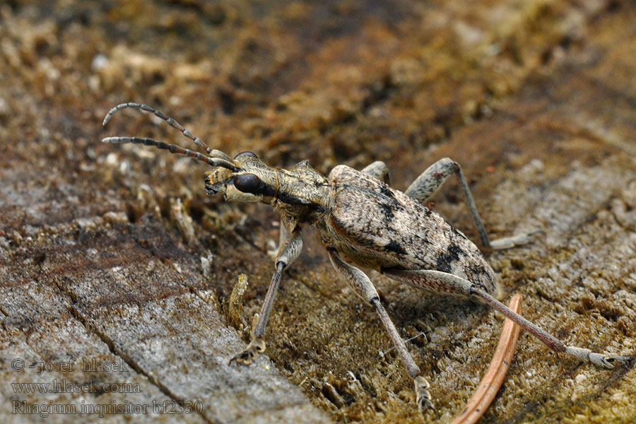 Rhagium inquisitor Ribbed pine borer Barrträdlöpare Bartreløper