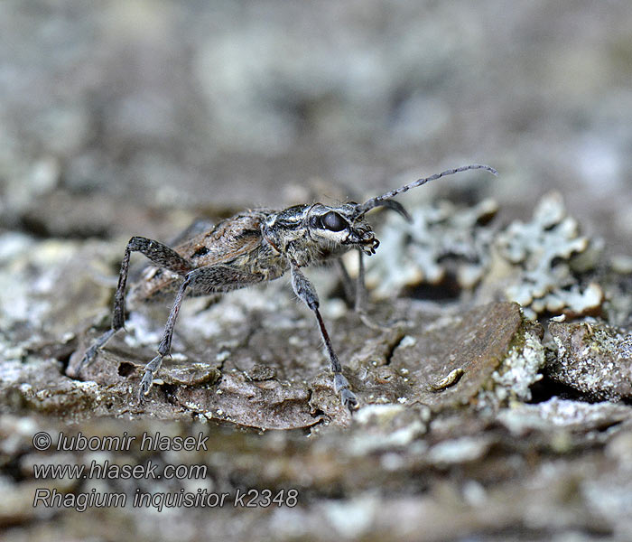 Rhagie inquisitrice Fenyves-tövisescincér Rhagium inquisitor