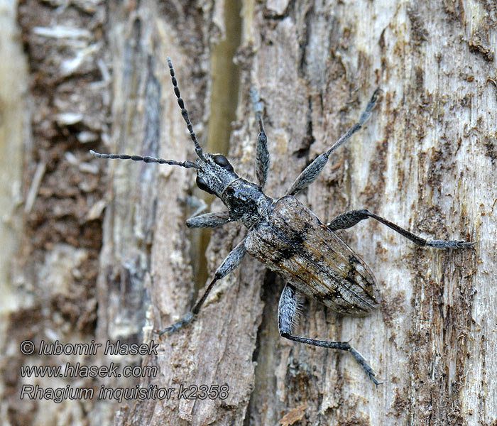 Ребристый рагий Ribbed pine borer Rhagium inquisitor