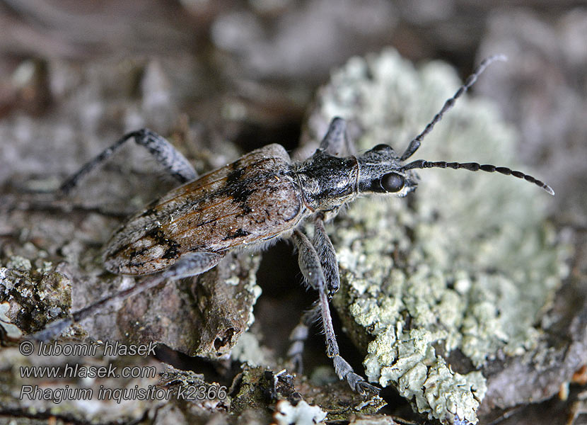 Barrträdlöpare Bartreløper Rhagium inquisitor