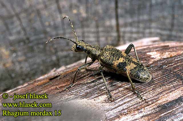 Rhagium mordax Kousavec hlodavý Schwarzfleckiger Zangenbock