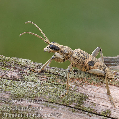 Blackspotted pliers support beetle Lövträdlöpare Lauvtreløpar