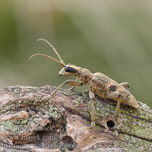 Rhagium mordax Lehtikantojäärä