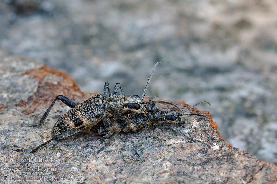 Rhagium mordax Kousavec hlodavý