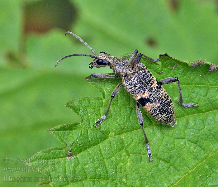 Rhagium mordax Schwarzfleckiger Zangenbock