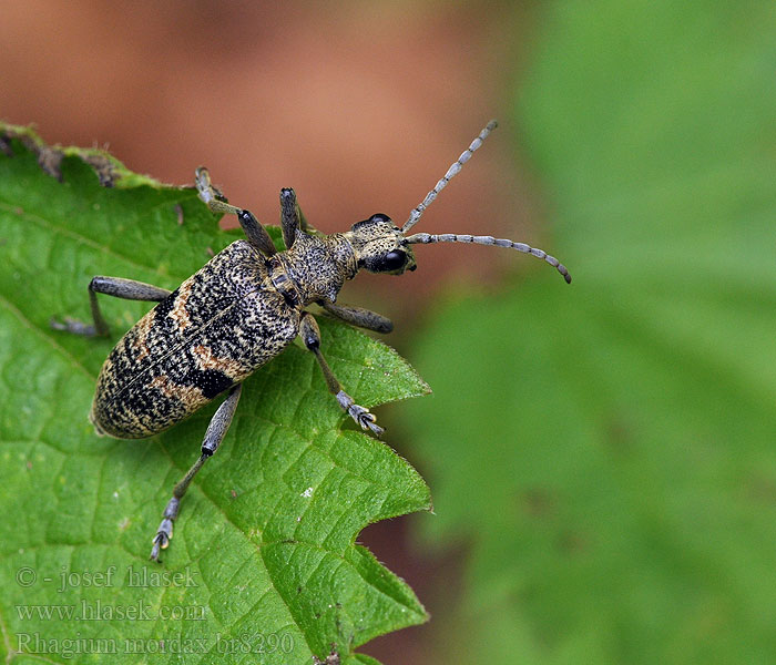 Rhagium mordax Rhagie mordante