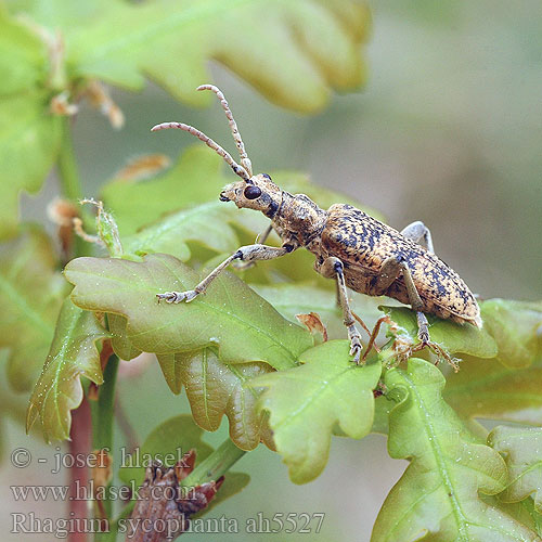 Rhagium sycophanta Eichen-Zangenbock Rhagie sycophante Rębacz dębowiec Рагий пёстрый Fúzač žltoškvrnitý kousavec páskovaný Ekträdlöpare