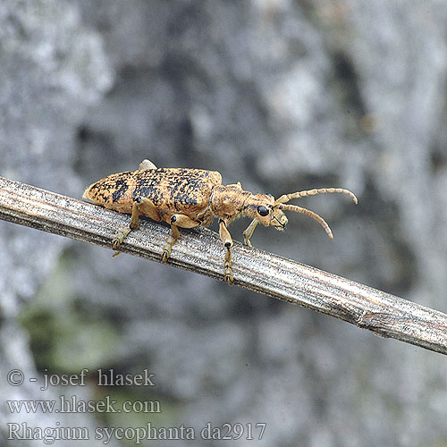 Rhagium sycophanta Fúzač žltoškvrnitý Kousavec páskovaný Ekträdlöpare