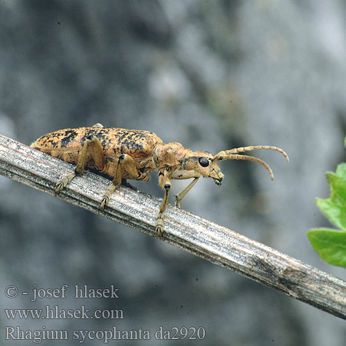 Rhagium sycophanta da2920