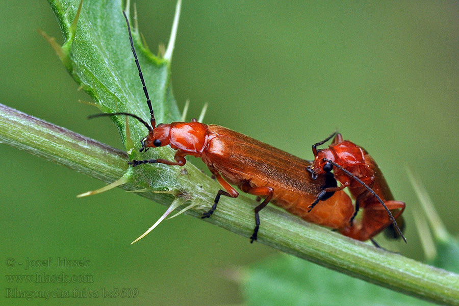 Rhagonycha fulva Rode weekschildkever Zmięk żółty Рыжая мягкотелка Prästbagge