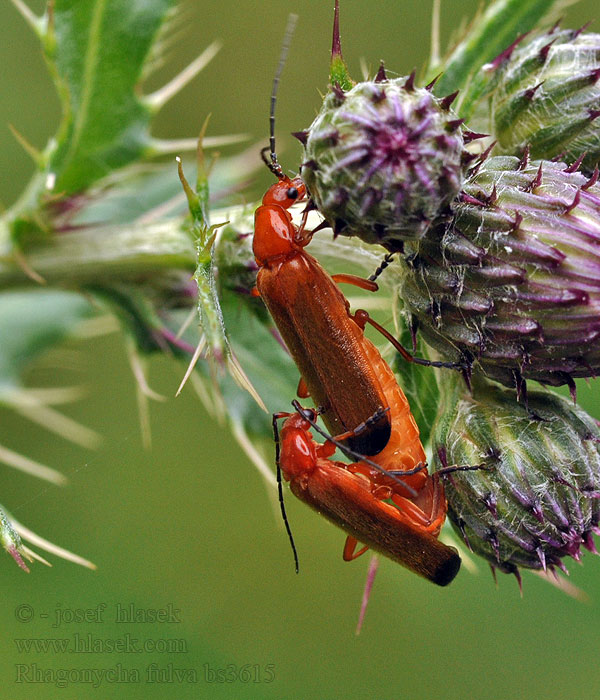 Rhagonycha fulva Páteříček žlutý Roter Weichkäfer Feketevégű lágybogár