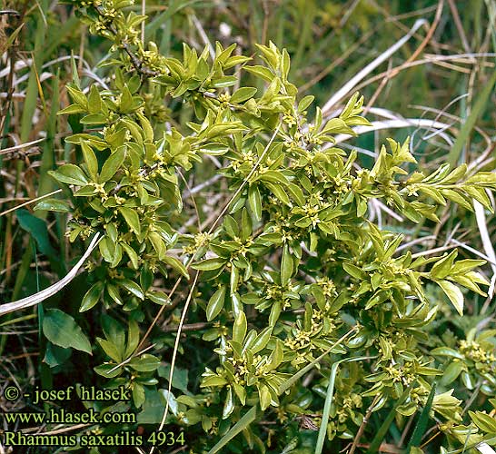 Rhamnus saxatilis