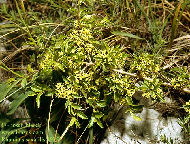 Rhamnus saxatilis