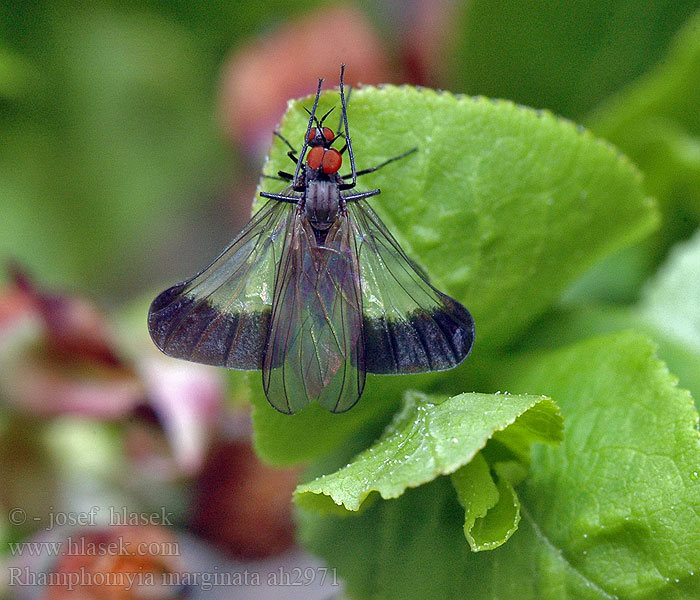 Rhamphomyia marginata