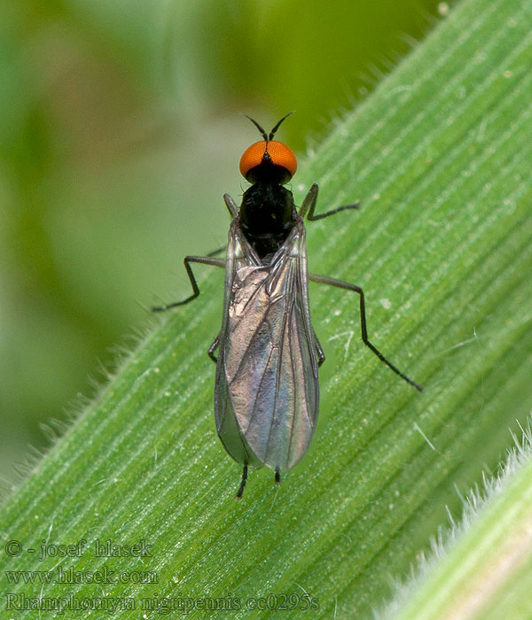 Rhamphomyia nigripennis