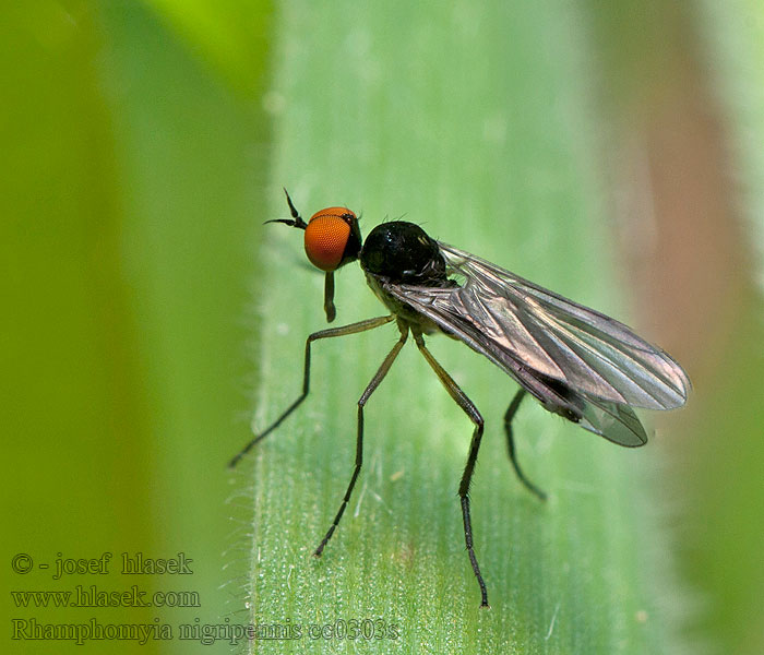 Rhamphomyia nigripennis