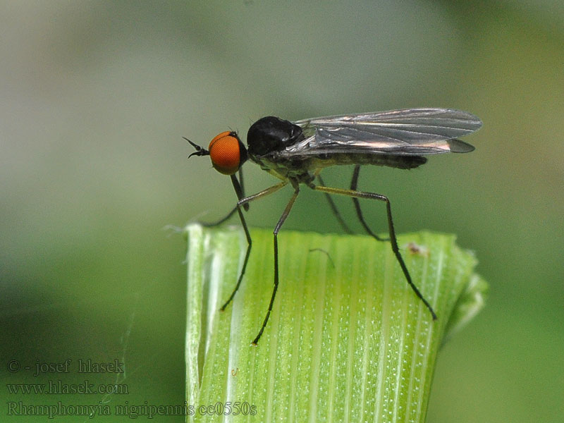 Rhamphomyia nigripennis