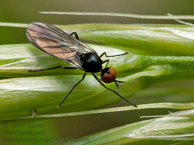 Rhamphomyia nigripennis