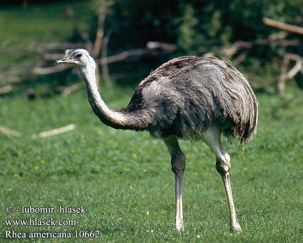 Rhea americana 10662