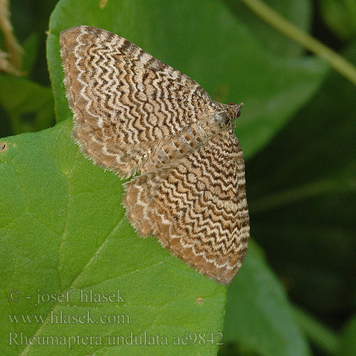 Rheumaptera undulata Scallop Shell Wellenspanner