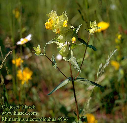 Rhinanthus alectorolophus Greater Yellow Rattle European Yellowrattle Kokrhel luštinec Štrkáč kohútik Lådden skjaller Villalaukku Rhinanthe velu Harige ratelaar Cresta gallo comune リナントゥス・アレクトロロフス Borzas kakascímer Zottige Klappertopf Szalężnik włochaty Погремок большой Погремок опушенный Škrobotec kosmati