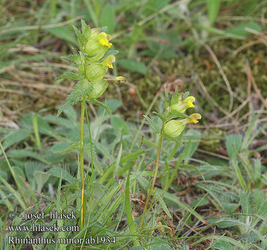 Rhinanthus minor Alectorolophus Kleiner Klappertopf Yellow rattle