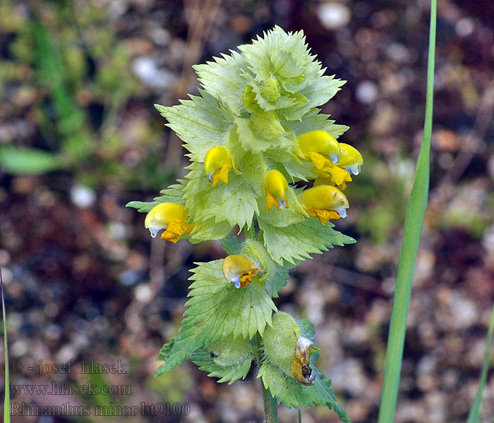 Rhinanthus minor イエローラトル Csörgő kakascímer Småengkall Szelężnik mniejszy