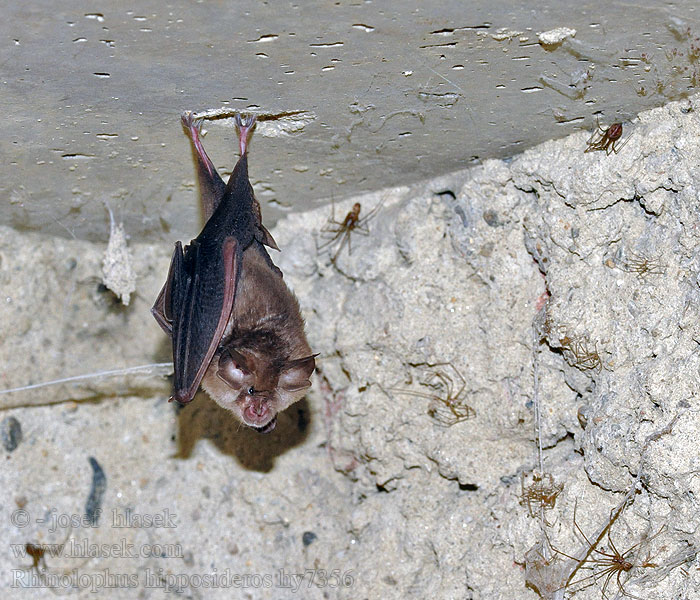 Rhinolophus hipposideros Lesser horseshoe bat Vrápenec malý