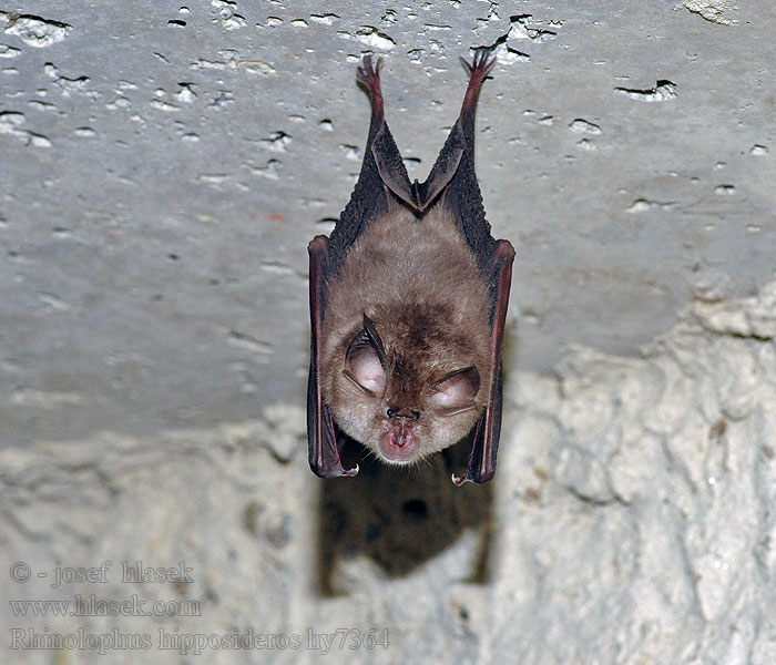 Rhinolophus_hipposideros_hy7364