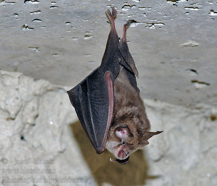 Petit rhinolophe Kleine hoefijzerneus Dvärghästskonäsa