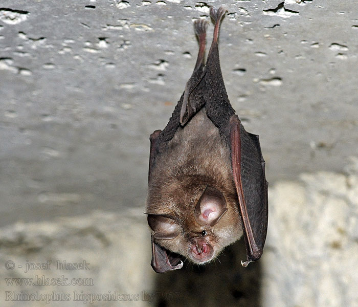 Vrápenec malý Rhinolophus hipposideros