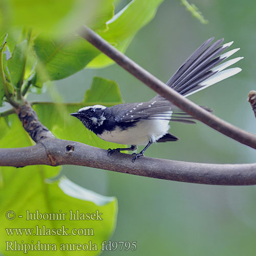 Rhipidura aureola White-browed Fantail Pávík bělobrvý Weißstirn-Fächerschwanz Cola Abanico Cejas Blancas Rhipidure grands sourcils Coda ventaglio coronato マミジロオウギビタキ Indische Waaierstaart Wachlarzówka bialobrewa 白眉扇尾鹟 Monarch bieločelý นกอีแพรดคิ้วขาว Hvitbrynviftestjert Hvidbrynet Viftehale