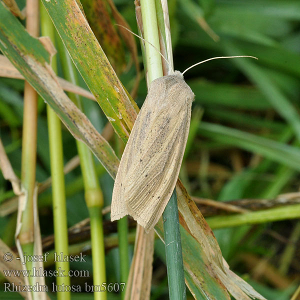 Rhizedra lutosa Schilfrohr-Wurzeleule Rákosnice velká Isokalvakkayökkönen Noctuelle Roseau Herfst-rietboorder Large Wainscot Stort takrørfly Sivkavec veľký Dyfly Óriás nádibagoly Тростниковая совка корневая