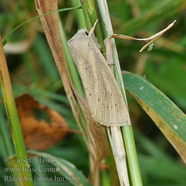 Isokalvakkayökkönen Noctuelle Roseau Herfst-rietboorder Large Wainscot Stort takrørfly Sivkavec veľký Dyfly Óriás nádibagoly Тростниковая совка корневая Rhizedra lutosa Schilfrohr-Wurzeleule Rákosnice velká