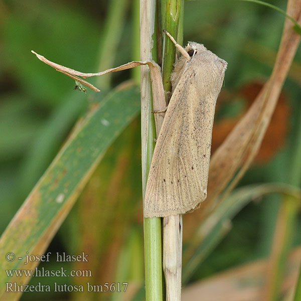 Large Wainscot Stort takrørfly Sivkavec veľký Dyfly Óriás nádibagoly Тростниковая совка корневая Rhizedra lutosa Schilfrohr-Wurzeleule Rákosnice velká Isokalvakkayökkönen Noctuelle Roseau Herfst-rietboorder