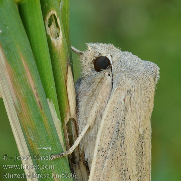 Schilfrohr-Wurzeleule Rákosnice velká Isokalvakkayökkönen Noctuelle Roseau Herfst-rietboorder Large Wainscot Stort takrørfly Sivkavec veľký Dyfly Óriás nádibagoly Тростниковая совка корневая Rhizedra lutosa