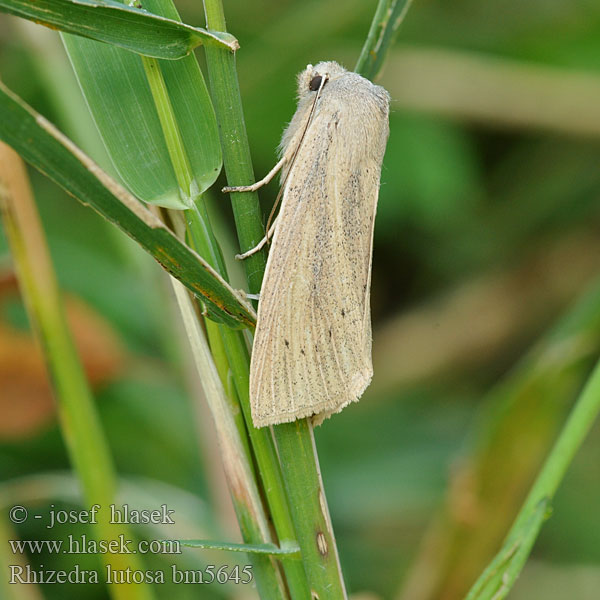 Rákosnice velká Isokalvakkayökkönen Noctuelle Roseau Herfst-rietboorder Large Wainscot Stort takrørfly Sivkavec veľký Dyfly Óriás nádibagoly Тростниковая совка корневая Rhizedra lutosa Schilfrohr-Wurzeleule