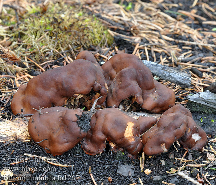 Rhizina undulata inflata Kořenitka nadmutá Pine firefungus