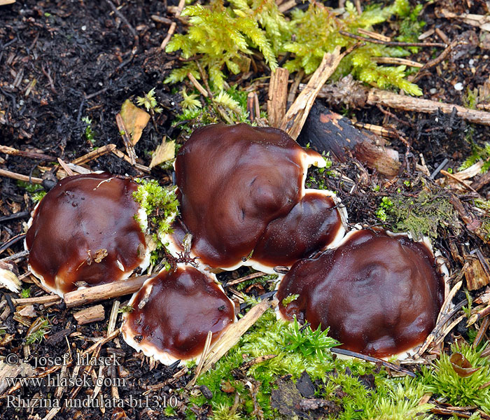 Pine firefungus Rhizine ondulée Wellige Wurzellorchel