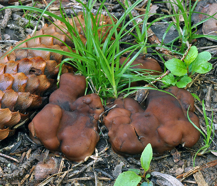 Pine firefungus Rhizina undulata