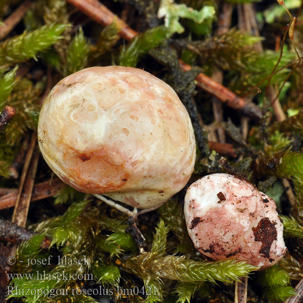 Rhizopogon roseolus Kořenovec načervenalý Rötliche Wurzeltrüffel Geelroze vezeltruffel Piestrówka różowawa Koreňovec červený Rødlig skægtrøffel Rodnande hartryffel Rhizopogon rosissant Rosenekornnøtt Ризопогон розовый ショウロ