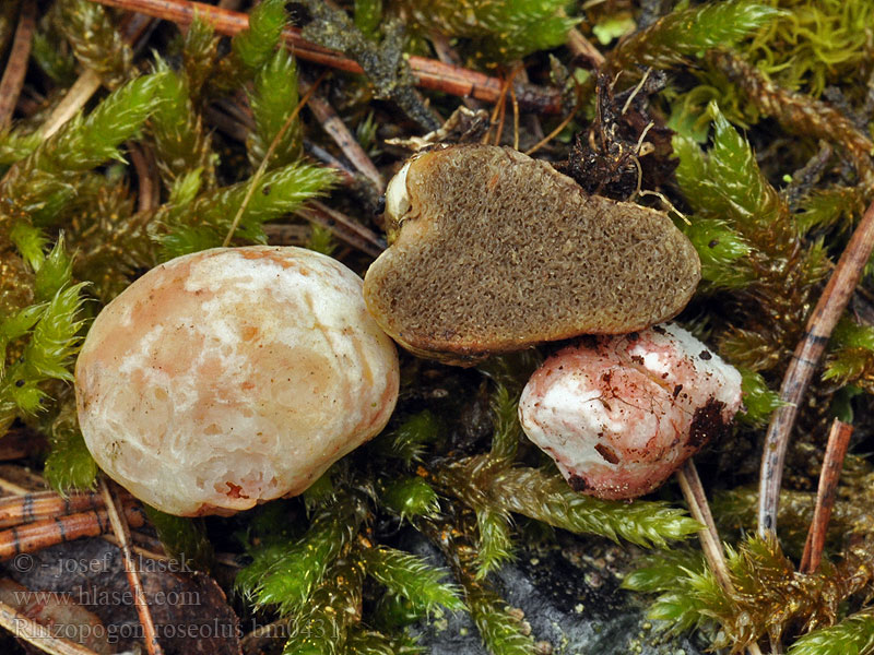 Rötliche Wurzeltrüffel Geelroze vezeltruffel Piestrówka różowawa Koreňovec červený Rødlig skægtrøffel Rodnande hartryffel Rhizopogon rosissant Rosenekornnøtt Ризопогон розовый ショウロ