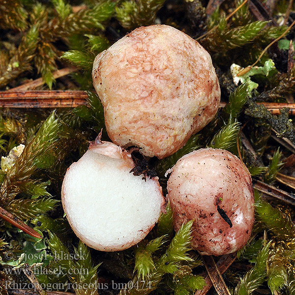 Piestrówka różowawa Koreňovec červený Rødlig skægtrøffel Rodnande hartryffel Rhizopogon rosissant Rosenekornnøtt Ризопогон розовый ショウロ