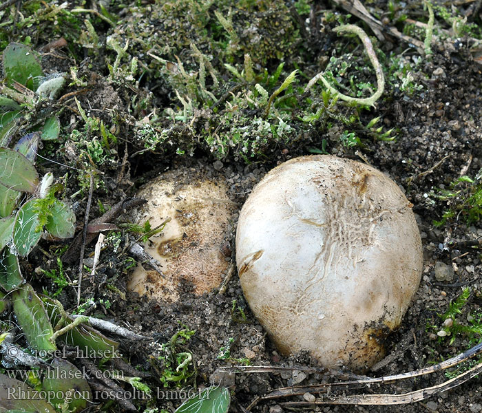 Rodnande hartryffel Rhizopogon rosissant Ризопогон розовый ショウロ