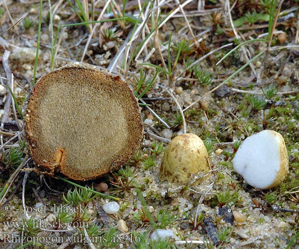 Rhizopogon vulgaris a8916