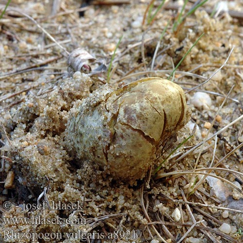 Gemeine Wurzeltrüffel Rødnende ekornnøtt Rhizopogon vulgaris