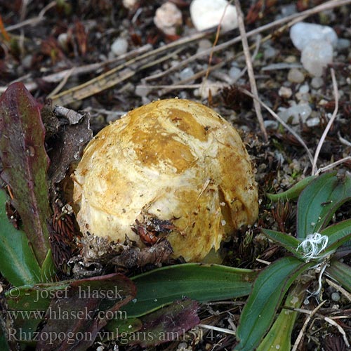 Rhizopogon vulgaris am1514