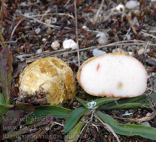 Rhizopogon vulgaris am1524